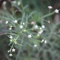 Parthenium hysterophorus L.